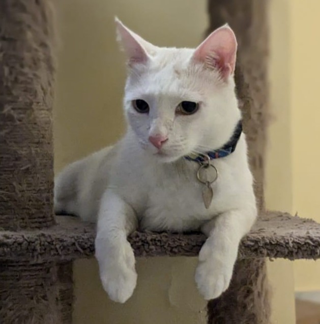 The real Gwilo, a handsome cat