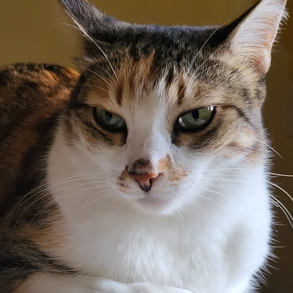 The real Zelda, a majestic cat